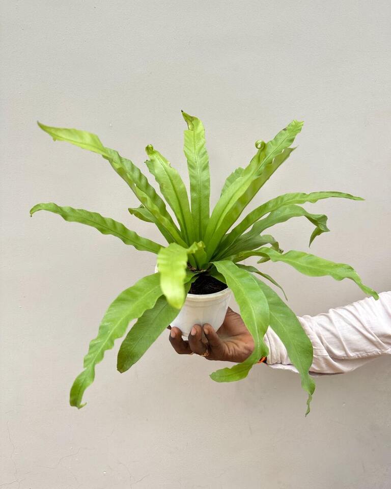 healthy Bird's nest fern online, indoor ferns online