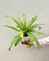 healthy Bird's nest fern online, indoor ferns online