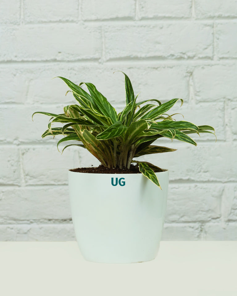 Aglaonema Bai Kaw in White Pot