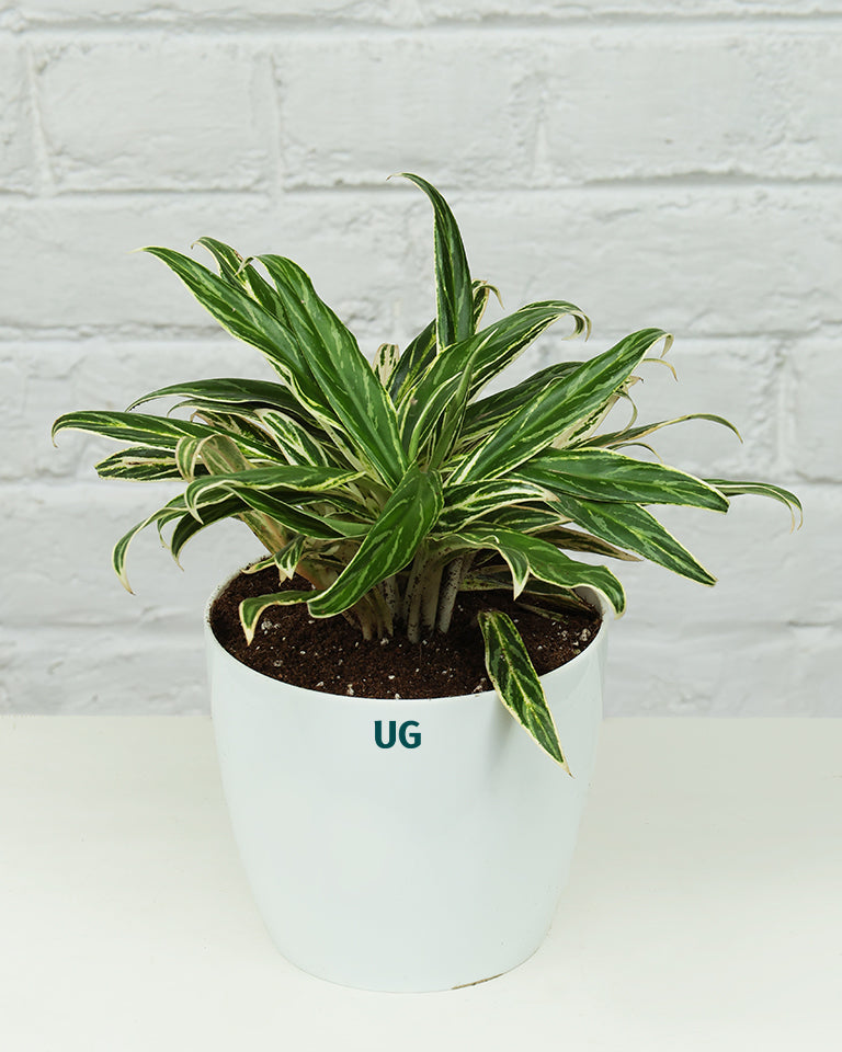 Aglaonema Bai Kaw in White Pot