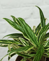 Aglaonema Bai Kaw in White Pot