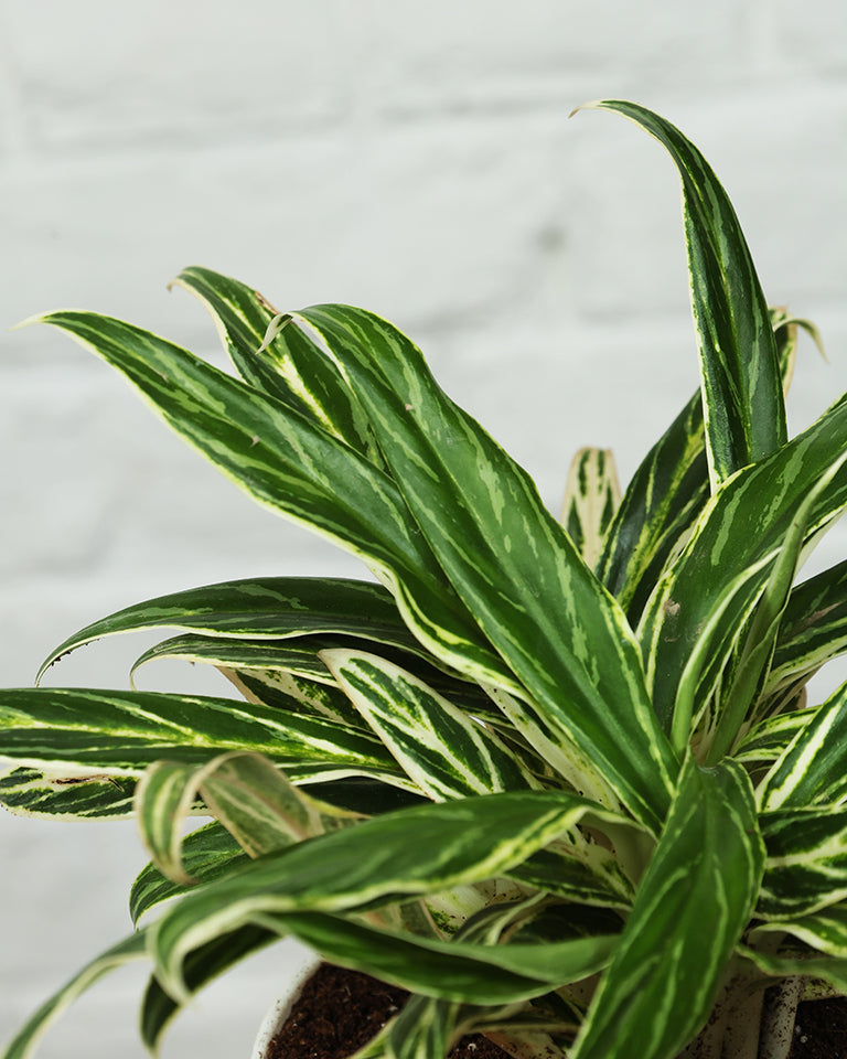 Aglaonema Bai Kaw in White Pot