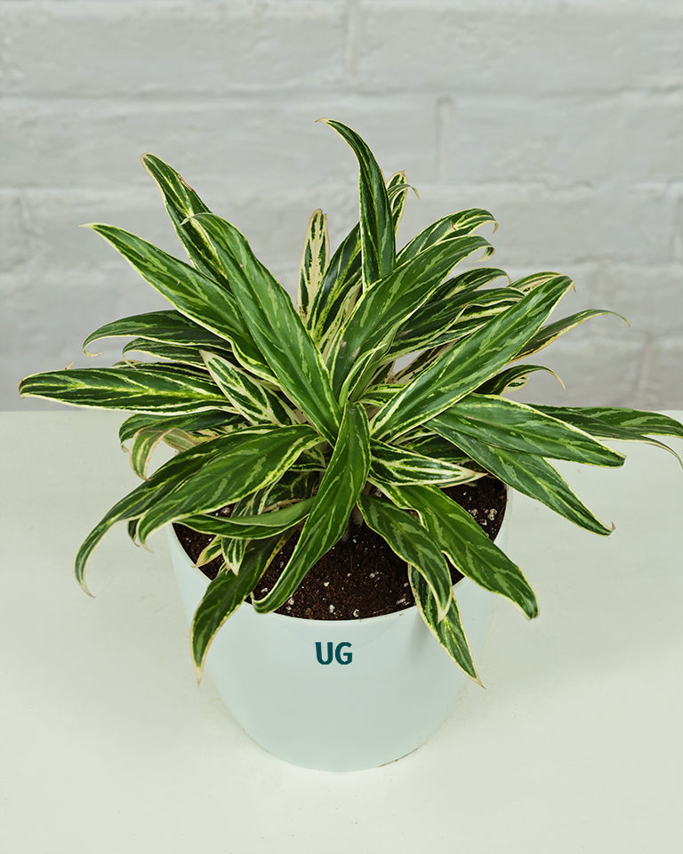 Aglaonema Bai Kaw in White Pot