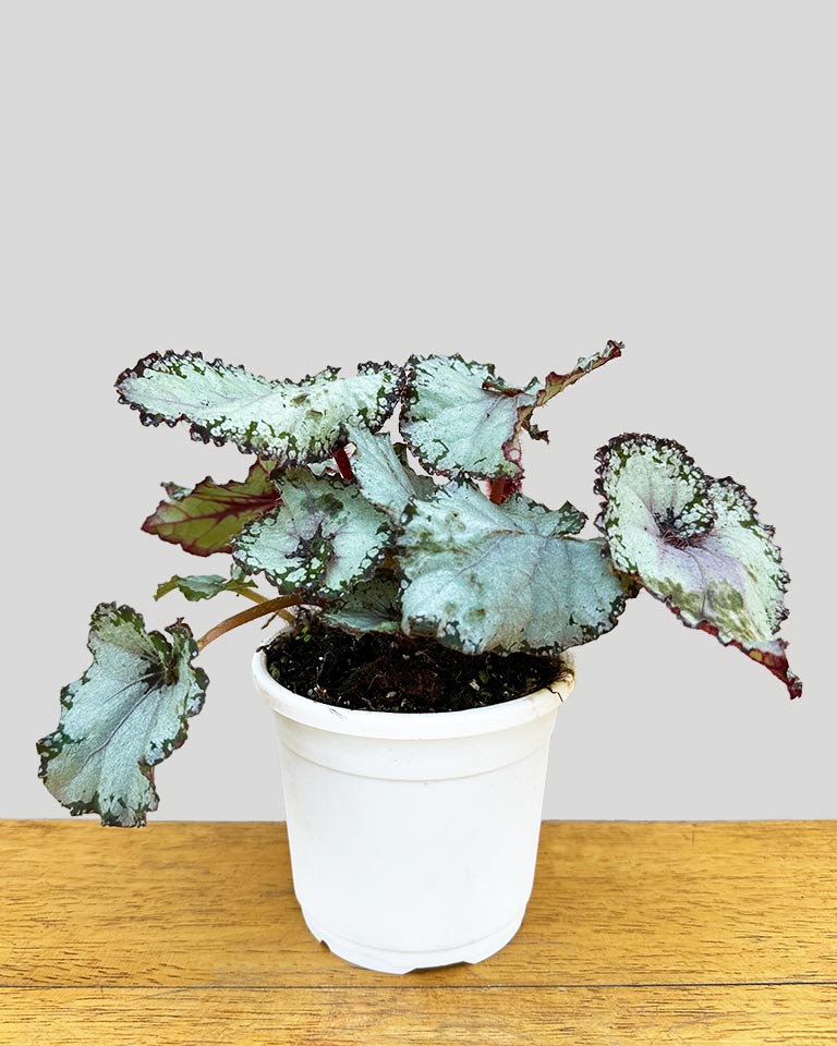 Begonia Rex Arctic Twist 