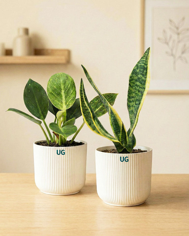 Birkin and Snake Plant Combo