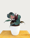 Buy Philodendron Red Heart Online, Buy Philodendron Online, Buy Plant Online from Nursery, Online plant shop