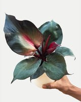 Plant Online Shopping, Buy Plant online, Online plant nursery