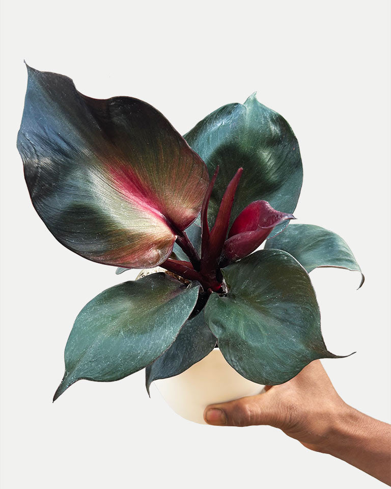 Plant Online Shopping, Buy Plant online, Online plant nursery