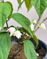 Bleeding Heart Vine Plant