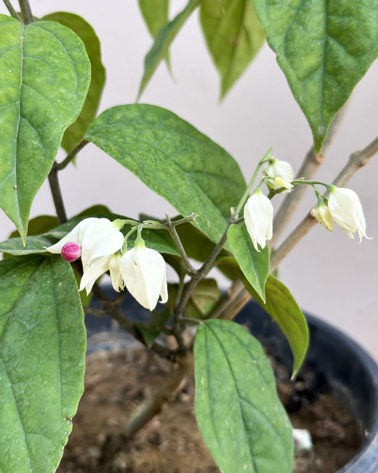 Bleeding Heart Vine Plant