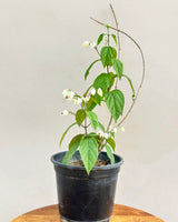Bleeding Heart Vine Plant