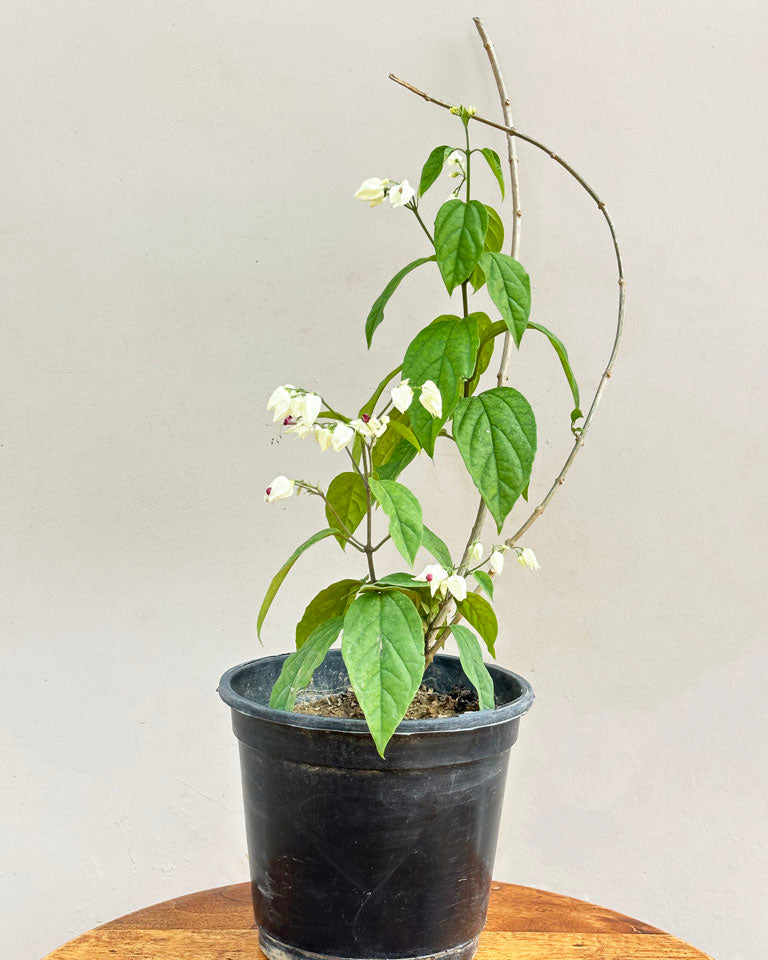 Bleeding Heart Vine Plant