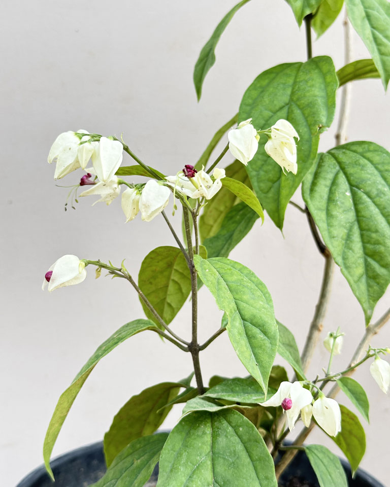 Bleeding Heart Vine Plant