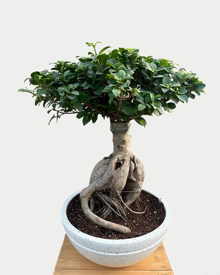 Buy indoor plant online 