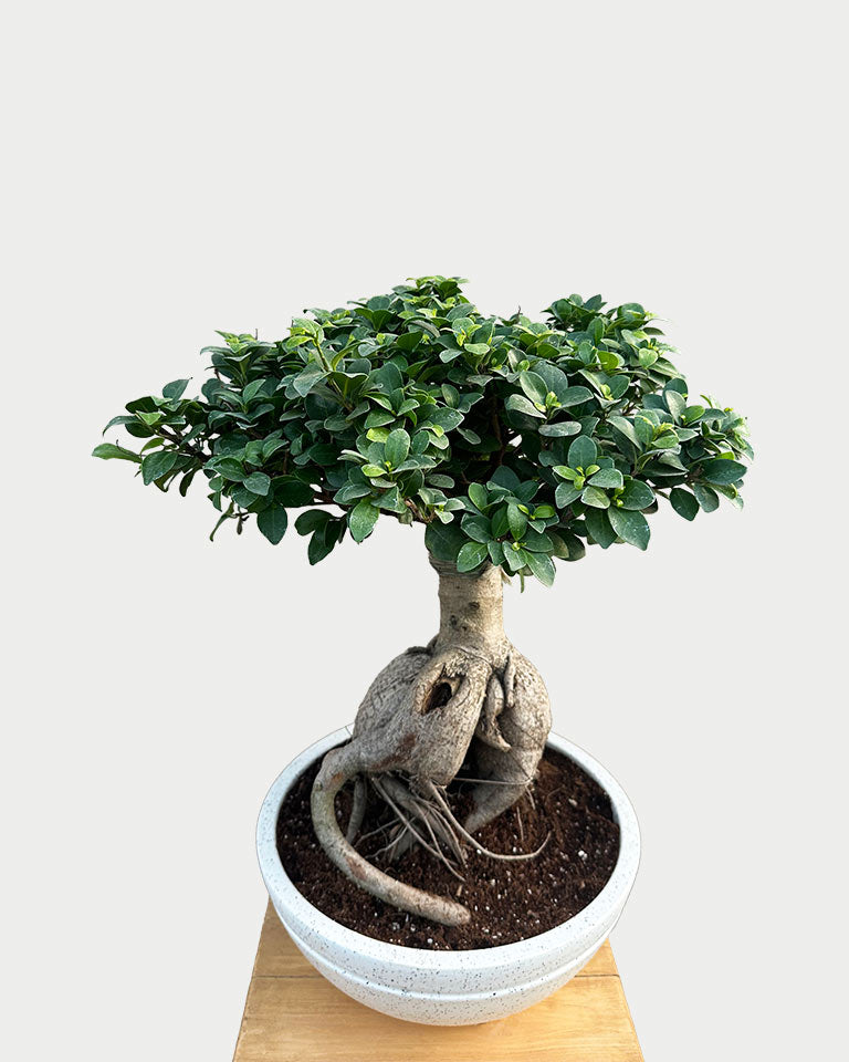 Ficus Microcarpa Bonsai Large