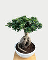 Buy Ficus Bonsai online