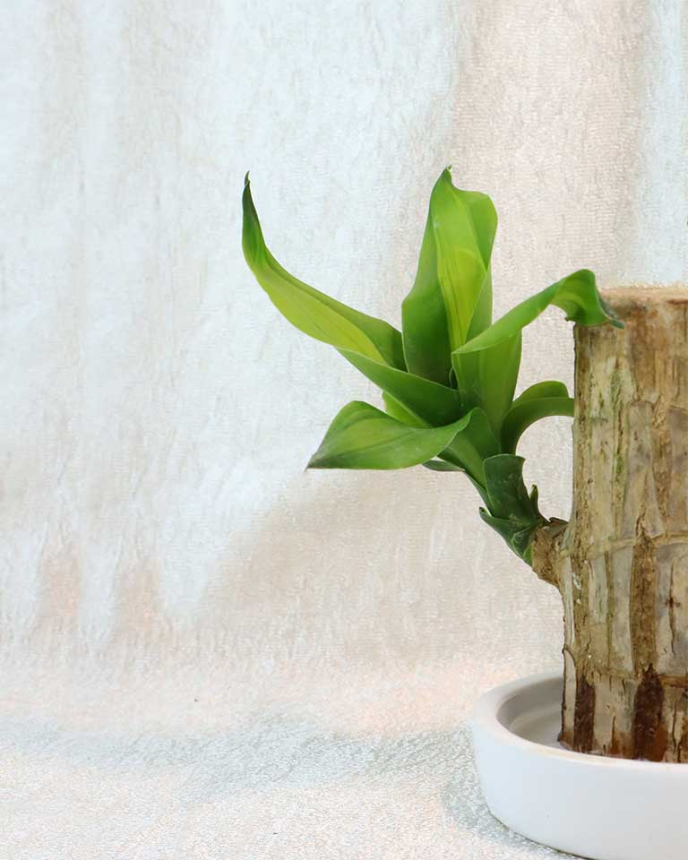 Brazilwood Plant – Dracaena Fragrans With Ceramic Tray