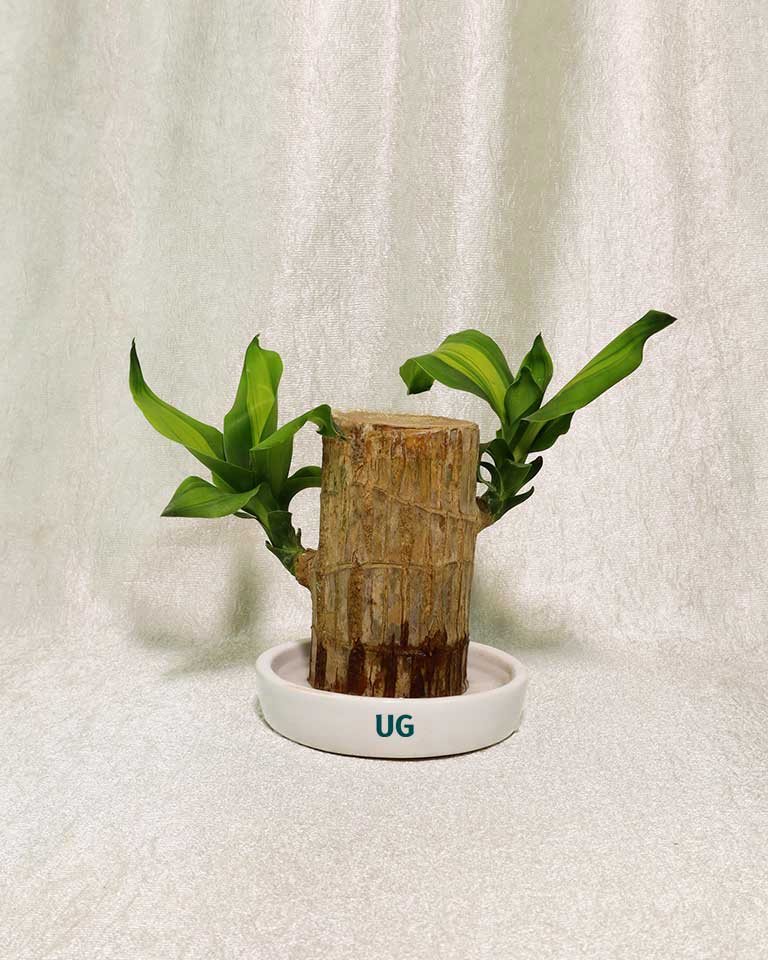 Brazilwood Plant – Dracaena Fragrans With Ceramic Tray