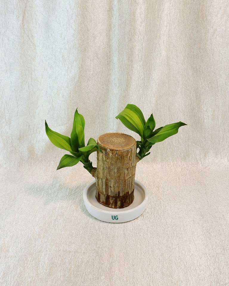 Brazilwood Plant – Dracaena Fragrans With Ceramic Tray