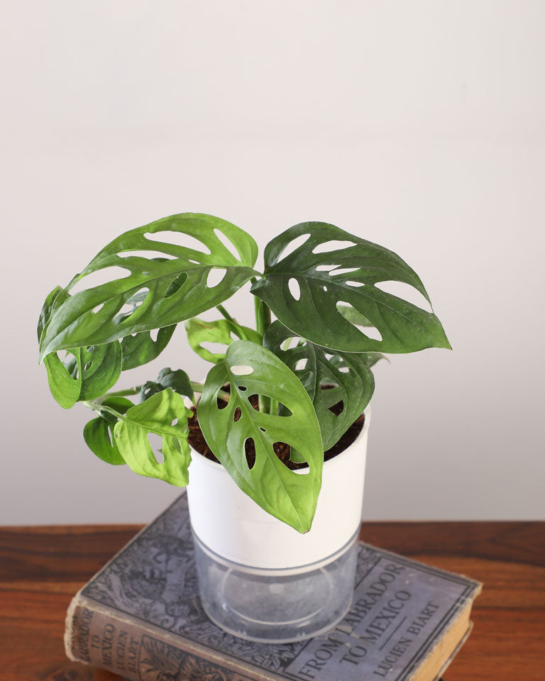 philodendron broken heart plant benefits Buy Philodendron Broken Heart Plant In Self Watering Pot