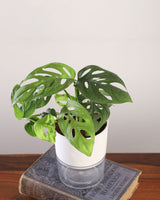 online plant shop