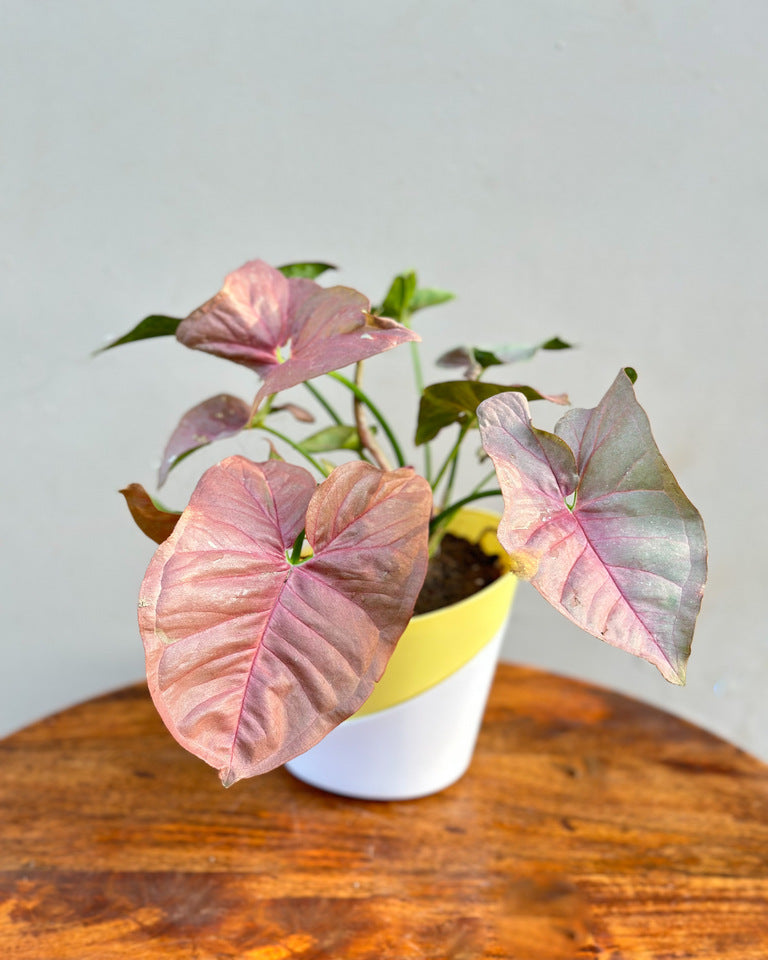 Syngonium Pink Plant