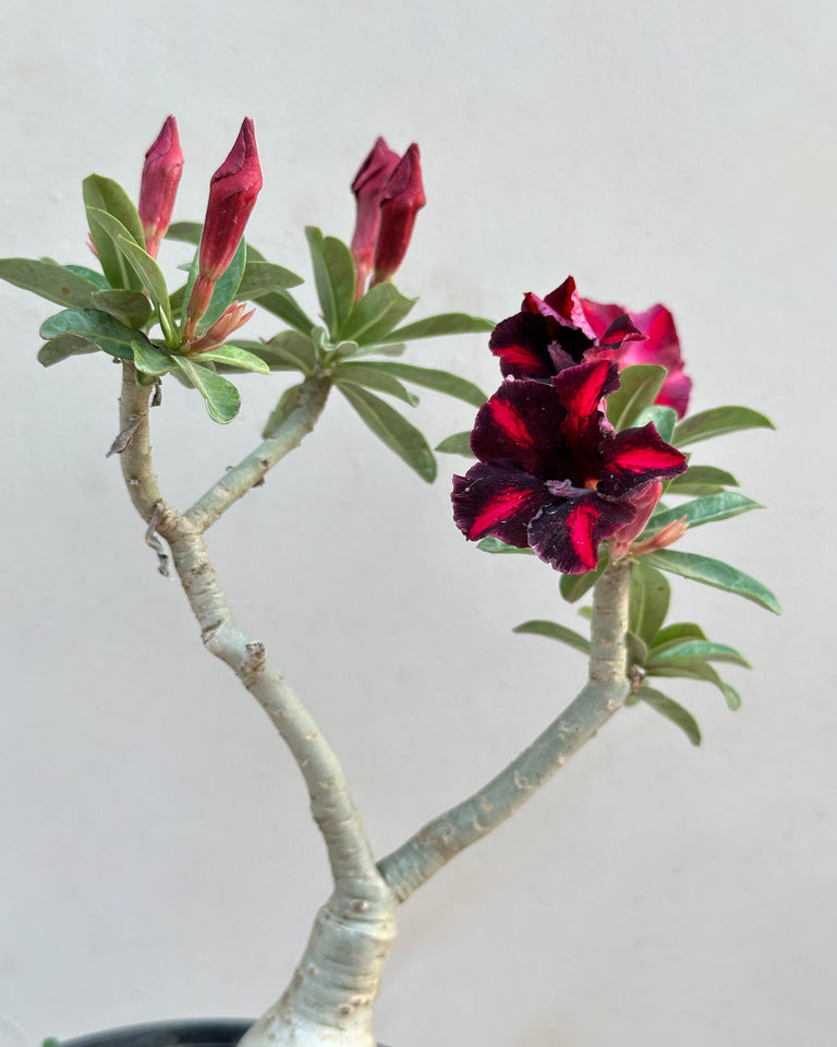 4 Rare Purple Desert Rose Seeds Adenium Obesum Flower  Perennial Exotic Tropical : Patio, Lawn & Garden