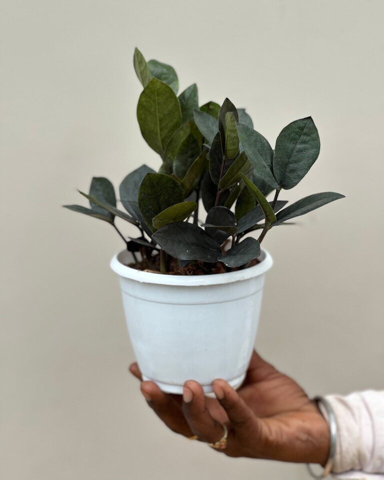 Buy Raven ZZ plant Unlimited Greens