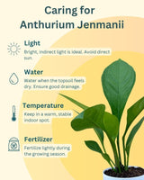 Anthurium jenmanii | Bird's Nest Anthurium