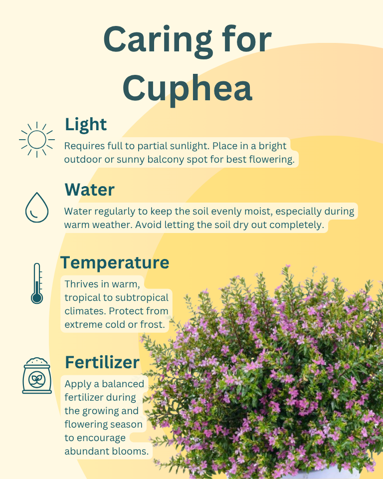 Cuphea Plant | Cuphea hyssopifolia | Mexican Heather