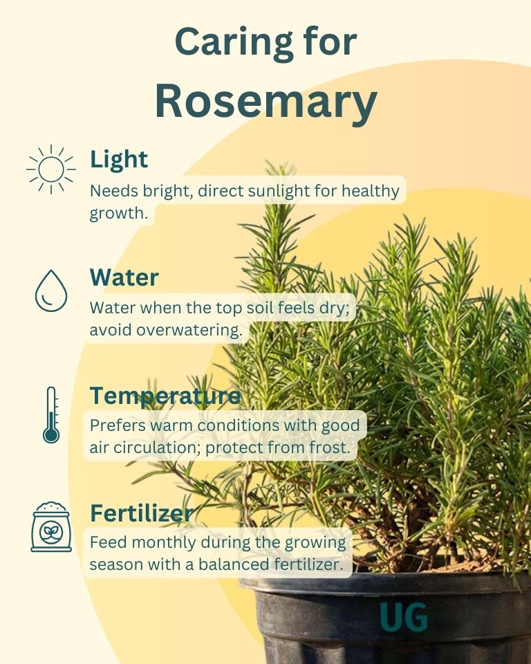 Rosemary Plant