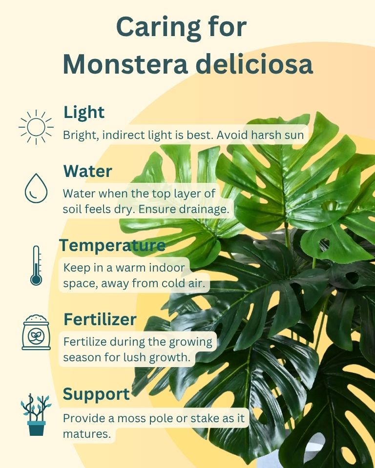 Monstera In Tokyo Planter