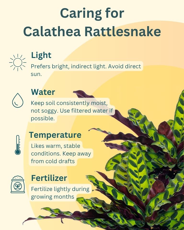 Calathea Rattlesnake Plant