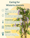 Wisteria Sinensis Plant