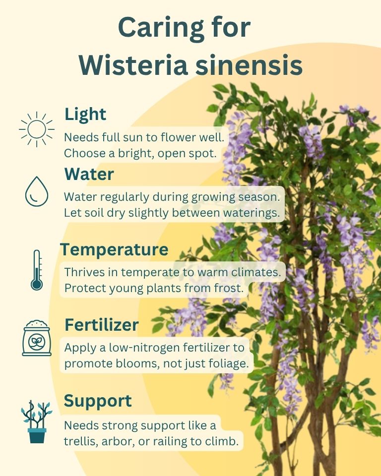 Wisteria Sinensis Plant