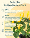 Golden Shrimp Plant