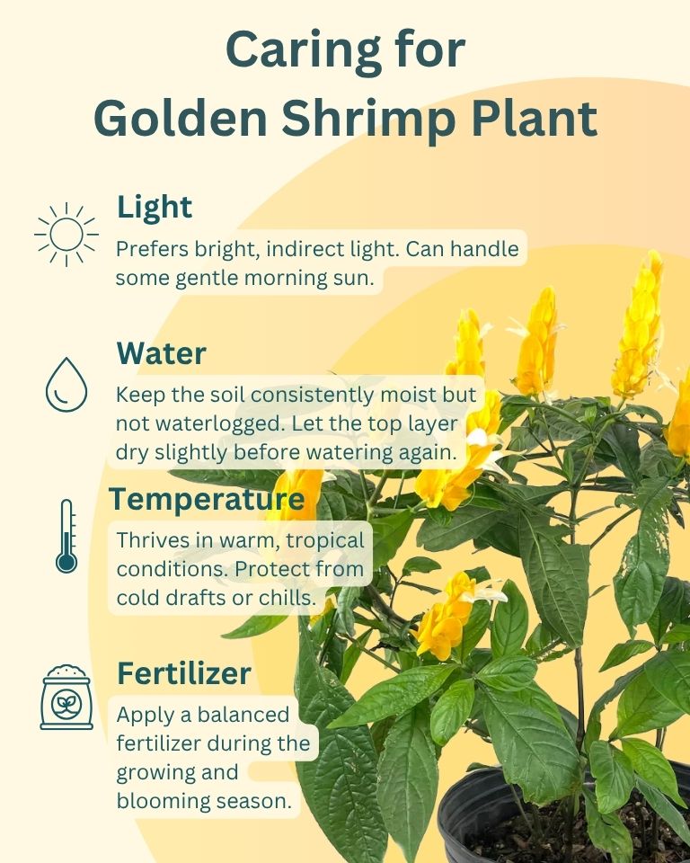 Golden Shrimp Plant