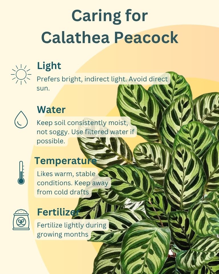 Calathea Peacock in Self Watering Pot