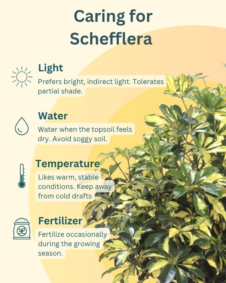 Schefflera Variegated