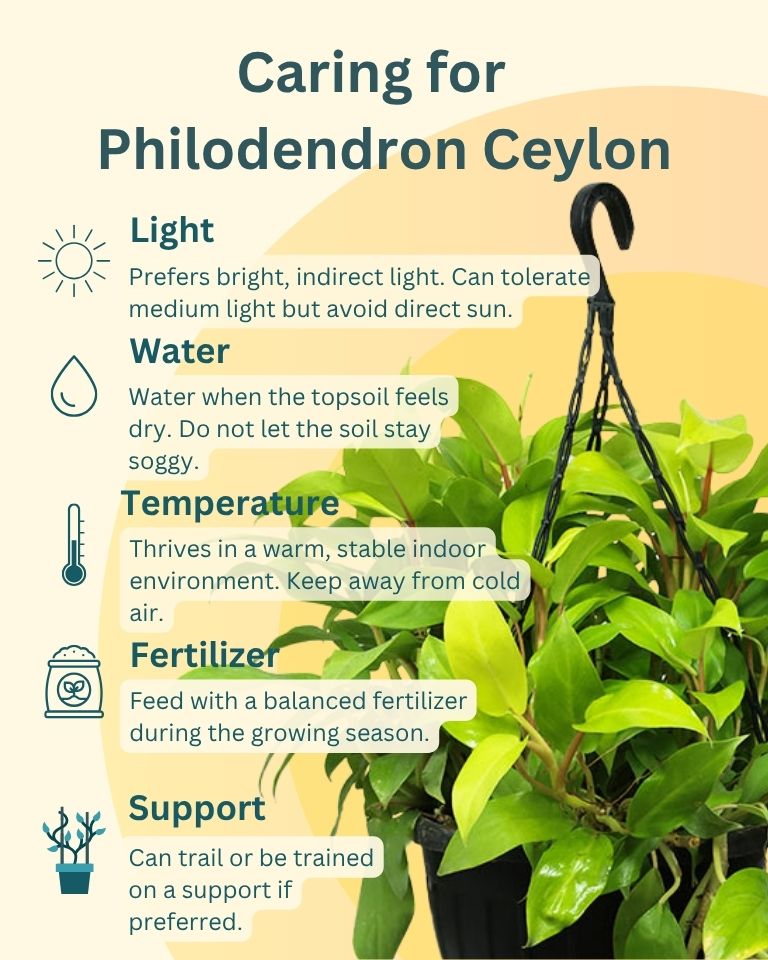 Philodendron Ceylon Golden in Durable Hanging Basket