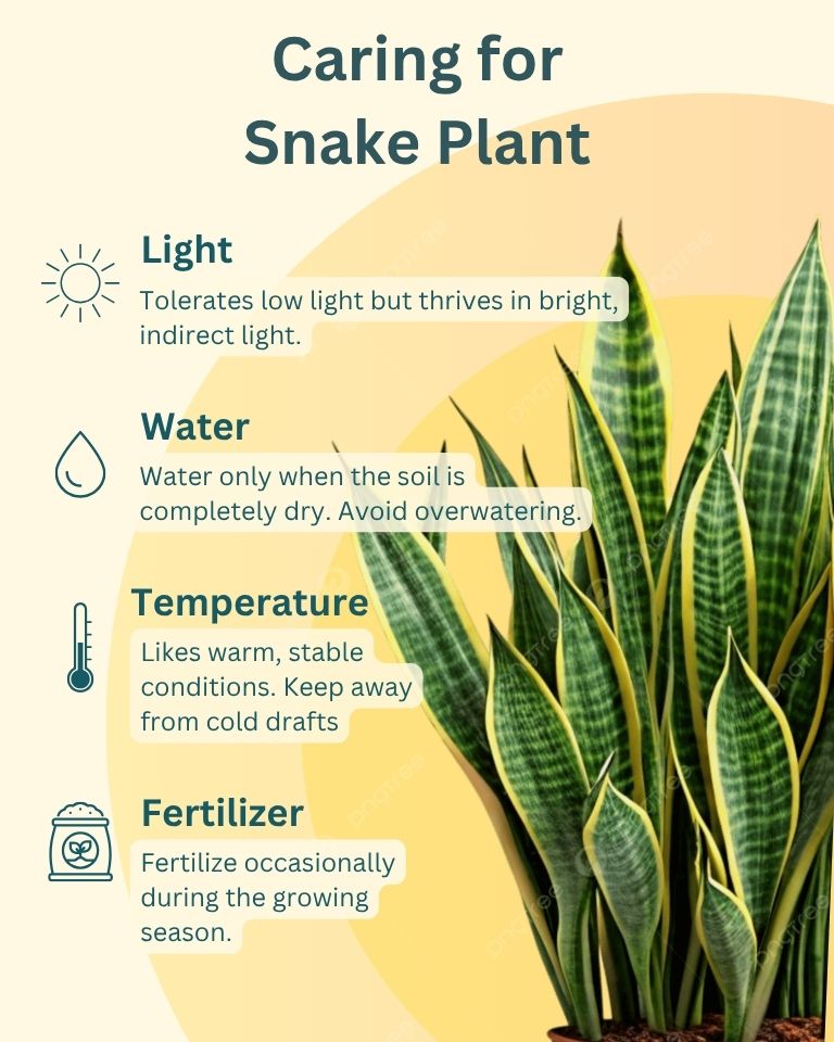 Snake Plant in Self-Watering Planter