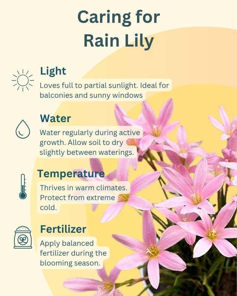 Rain Lily, Zephyranthes Lily Plant