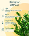 ZZ Plant In Tokyo Planter