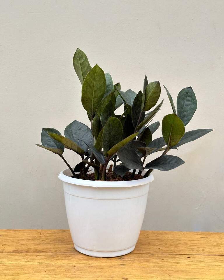 Buy Raven zz plant online India