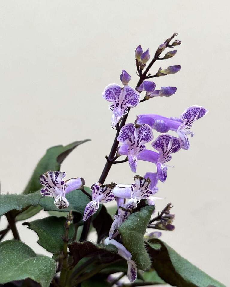 Plectranthus Blue, Mona Lavender Plant