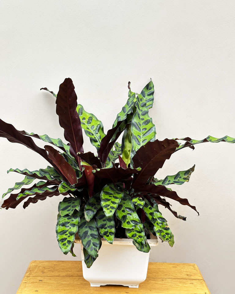 Buy Calathea Plant Variety In India- PAN India Delivery – unlimitedgreens
