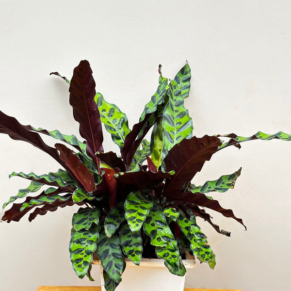 Calathea Rattlesnake Large – unlimitedgreens