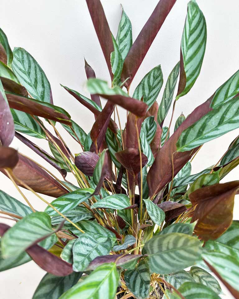 Calathea Setosa Plant