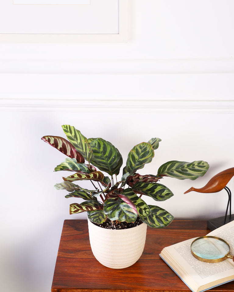 buy plants online in India