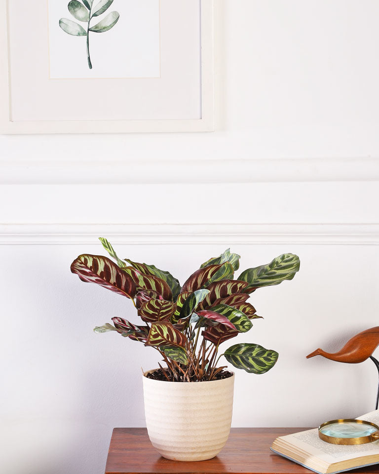  Buy indoor plants online in Delhi